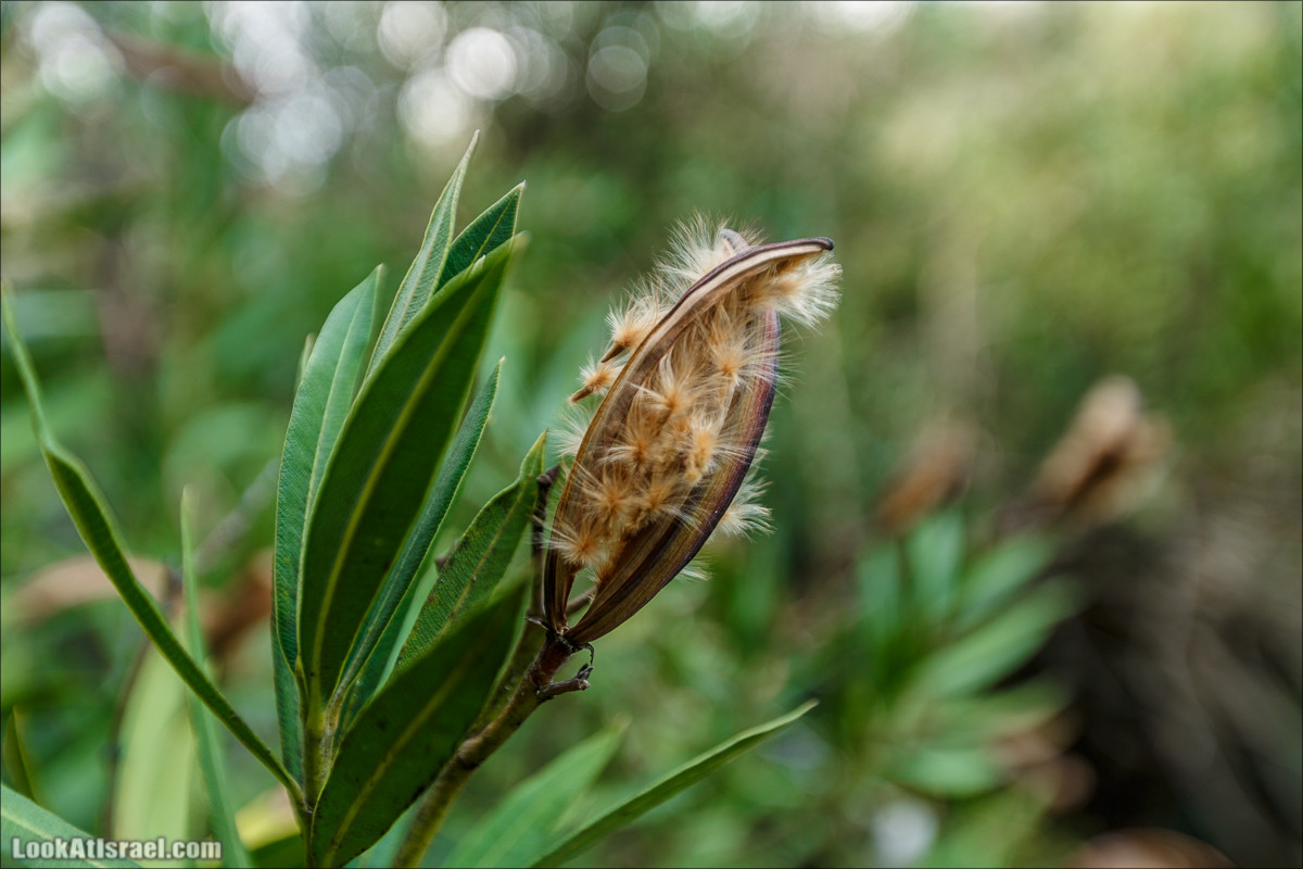 Водопады Голанских высот | LookAtIsrael.com - Фото путешествия по Израилю