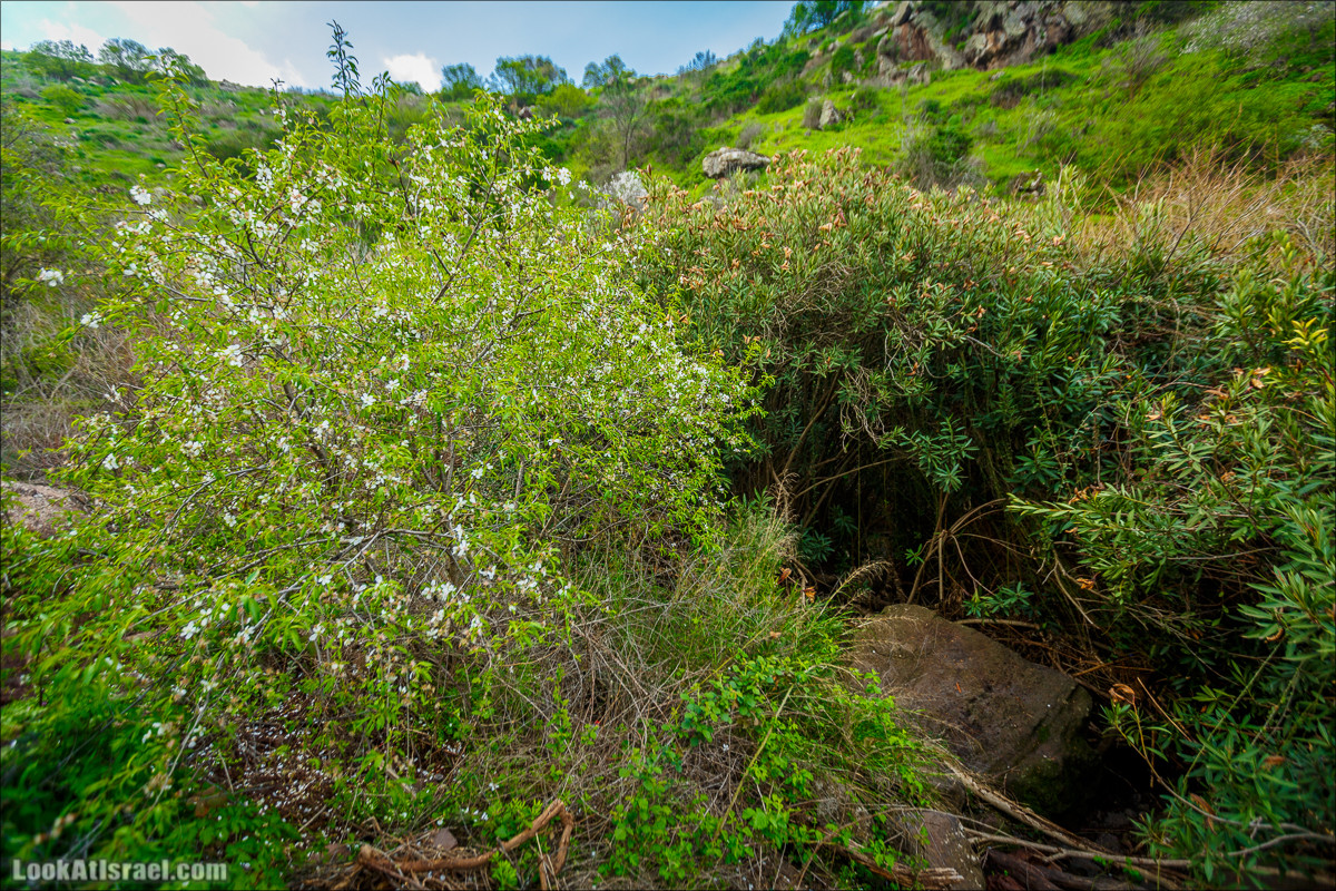 Водопады Голанских высот | LookAtIsrael.com - Фото путешествия по Израилю