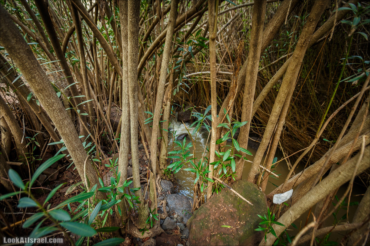 Водопады Голанских высот | LookAtIsrael.com - Фото путешествия по Израилю