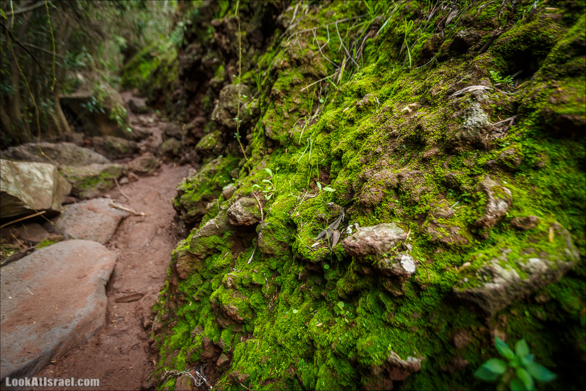 Водопады Голанских высот | LookAtIsrael.com - Фото путешествия по Израилю
