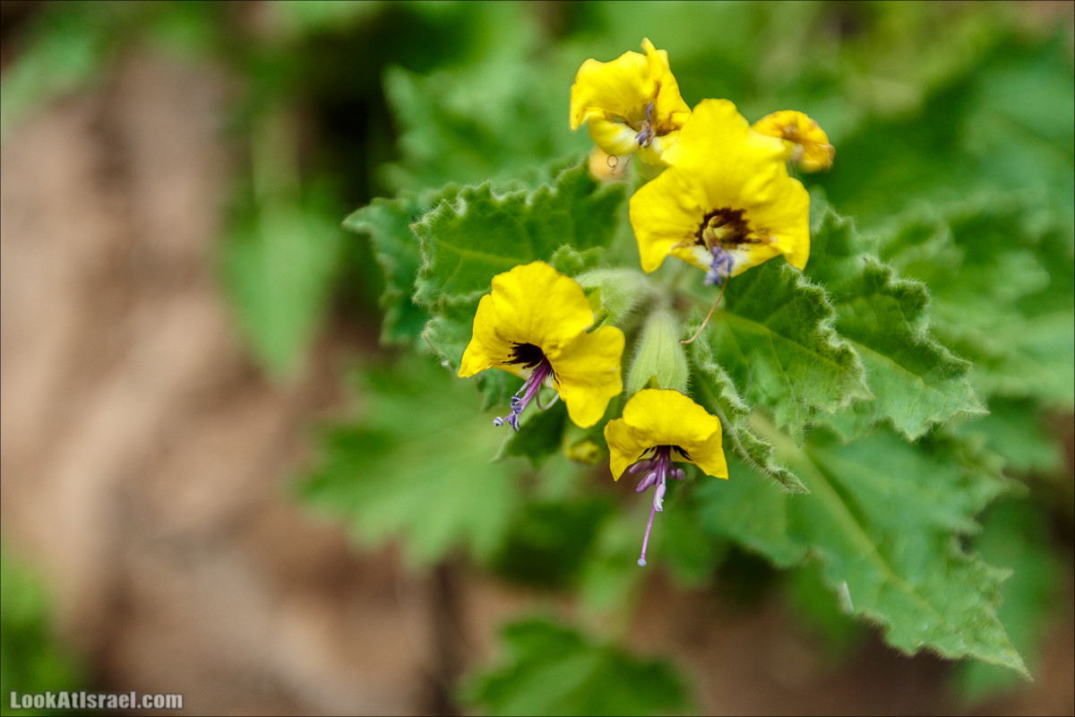 Водопады Голанских высот | LookAtIsrael.com - Фото путешествия по Израилю