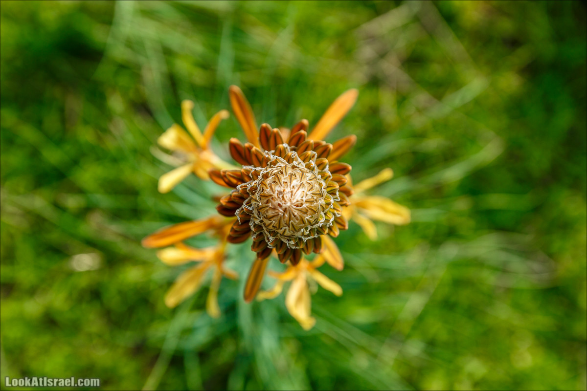 Водопады Голанских высот | LookAtIsrael.com - Фото путешествия по Израилю