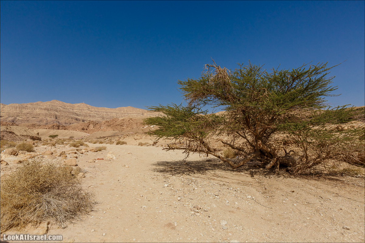 Хайкинг по тропе каньонов, дюна, ущелья и горы в долине Тимна | LookAtIsrael.com - Фото путешествия по Израилю
