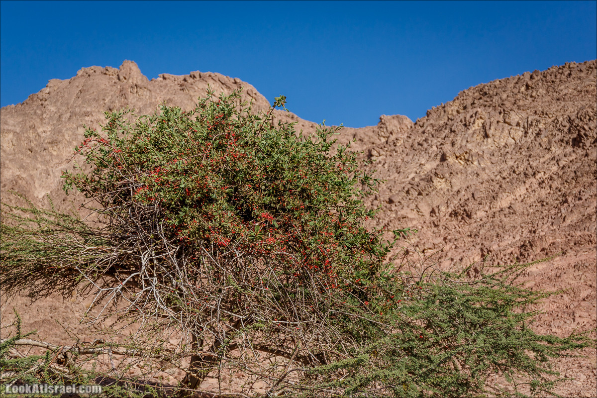 Гора Тимна и каньоны долины | LookAtIsrael.com - Фото путешествия по Израилю