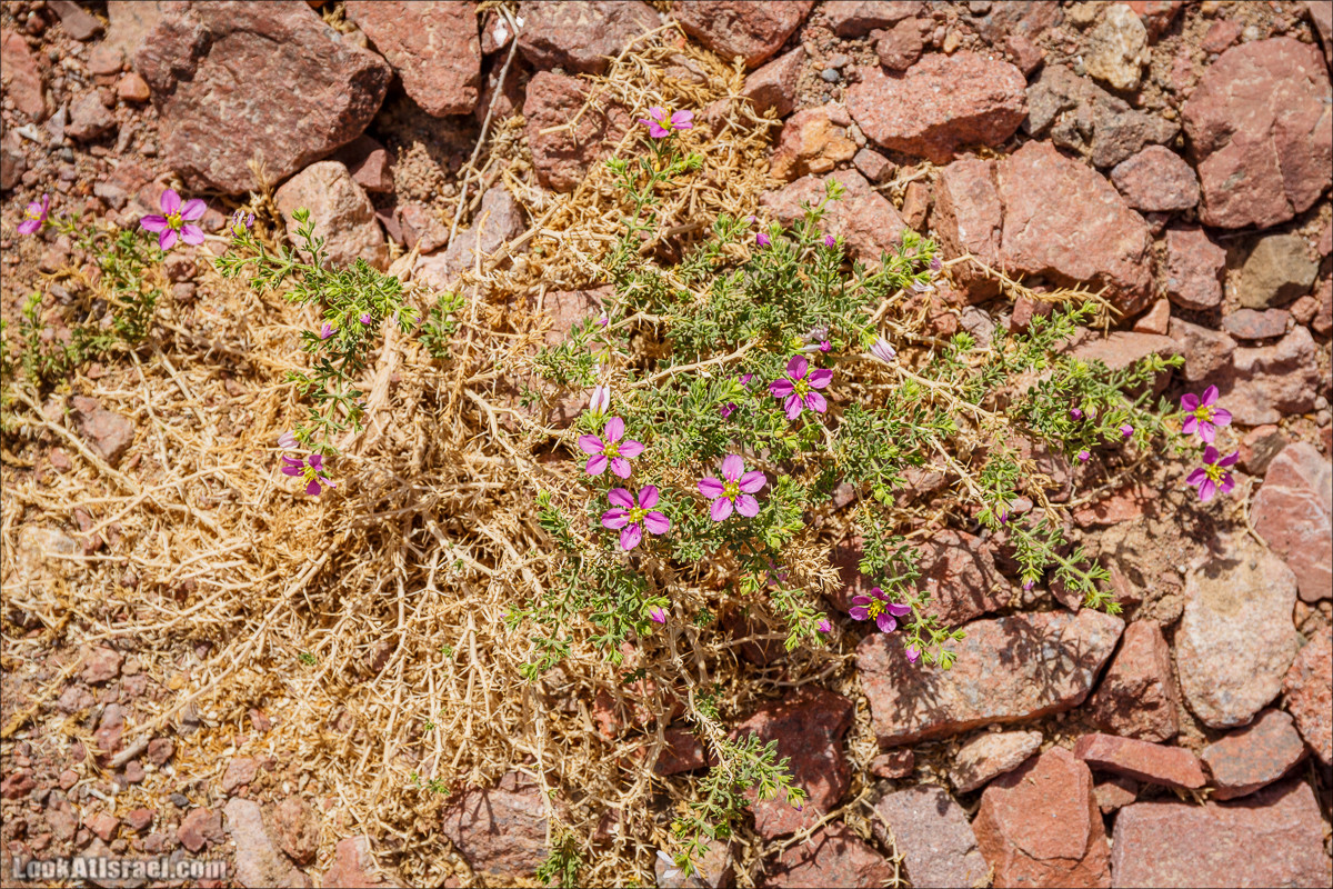Гора Тимна и каньоны долины | LookAtIsrael.com - Фото путешествия по Израилю