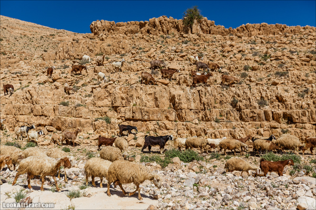 Ущелье Кина и развалины Уза и Радум | LookAtIsrael.com - Фото путешествия по Израилю
