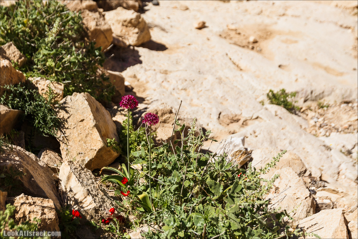Ущелье Кина и развалины Уза и Радум | LookAtIsrael.com - Фото путешествия по Израилю