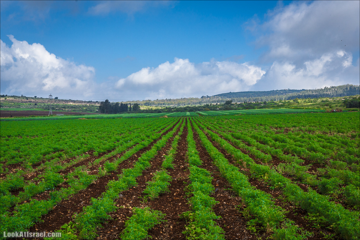 Дорога благой вести. От Карней Хитин к Кинерету | LookAtIsrael.com - Фото путешествия по Израилю