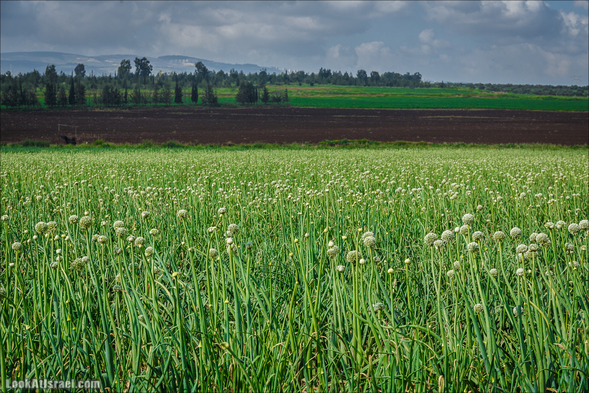 Дорога благой вести. От Карней Хитин к Кинерету | LookAtIsrael.com - Фото путешествия по Израилю
