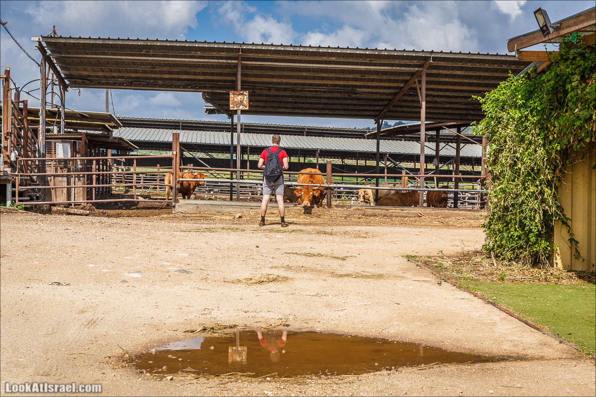 Дорога благой вести. От Карней Хитин к Кинерету | LookAtIsrael.com - Фото путешествия по Израилю