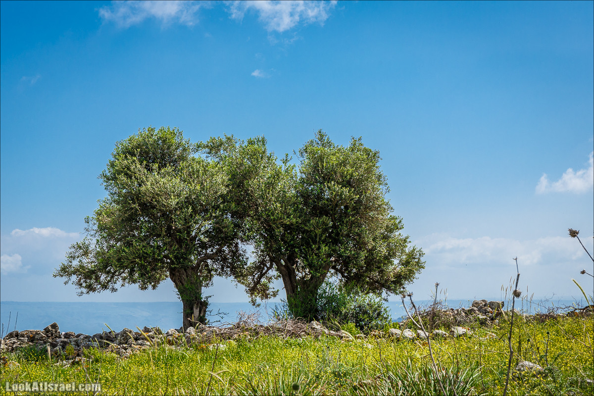 Дорога благой вести. От Карней Хитин к Кинерету | LookAtIsrael.com - Фото путешествия по Израилю