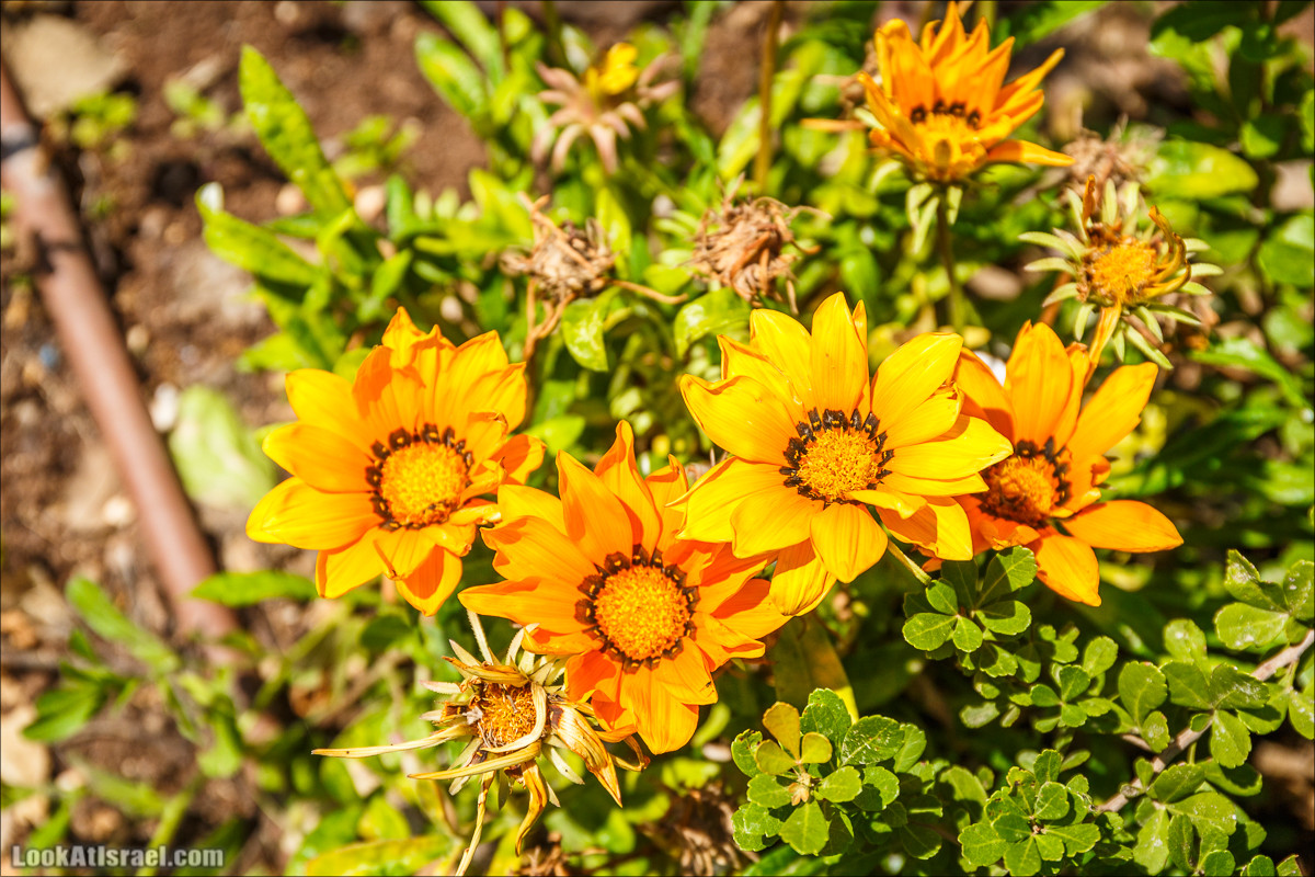 Дорога благой вести. От Карней Хитин к Кинерету | LookAtIsrael.com - Фото путешествия по Израилю