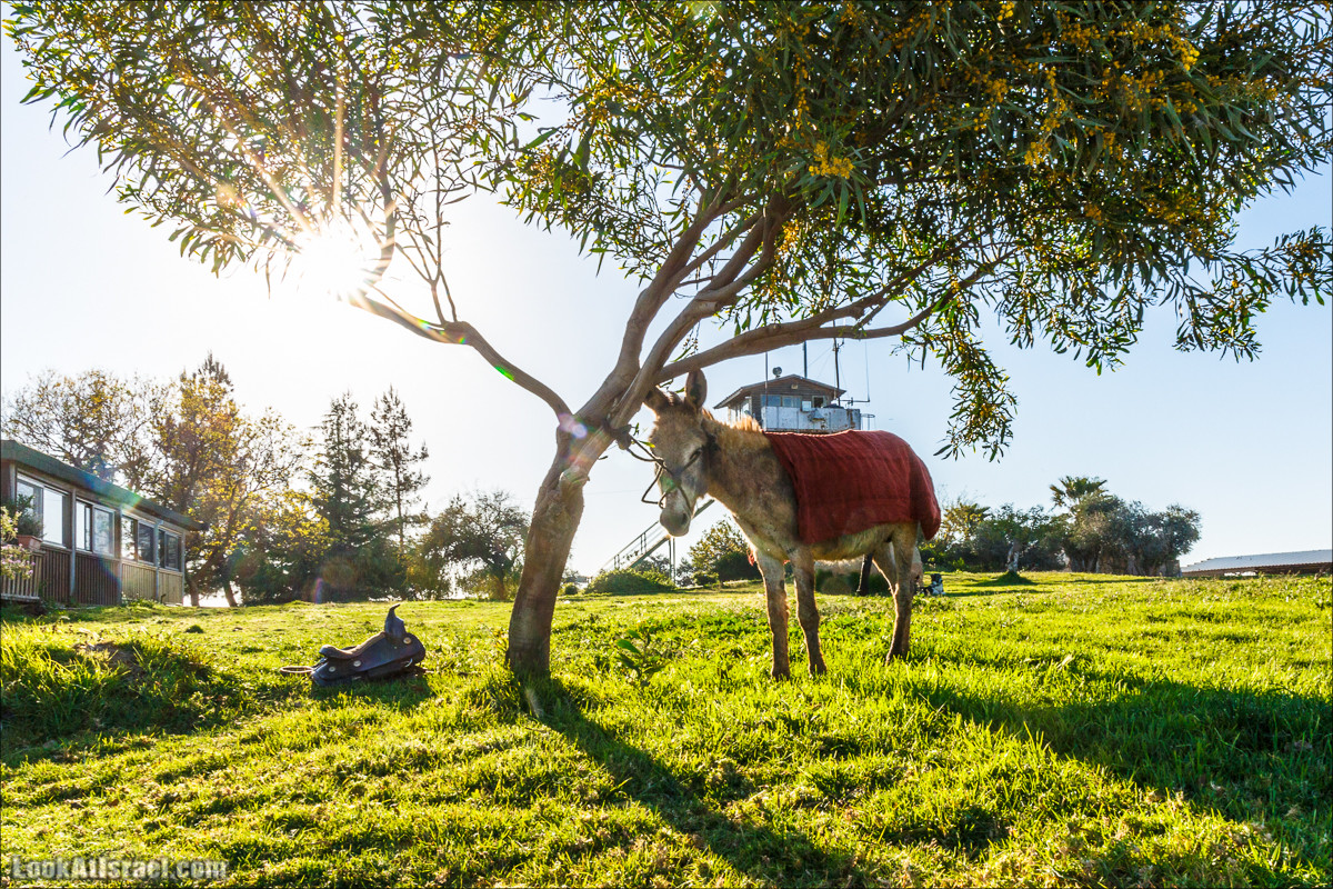 Самария: Итамар, Гиват Янох, ферма Гивот Олам | LookAtIsrael.com - Фото путешествия по Израилю