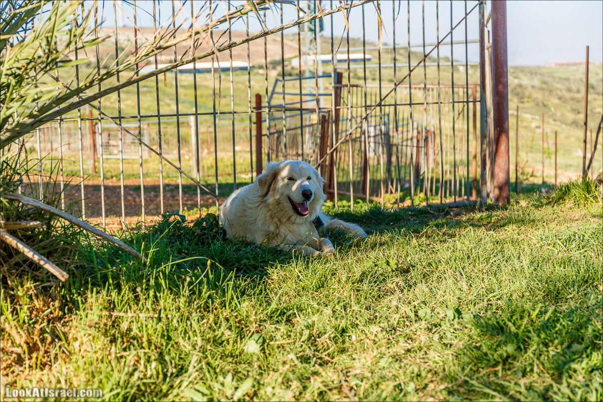 Самария: Итамар, Гиват Янох, ферма Гивот Олам | LookAtIsrael.com - Фото путешествия по Израилю