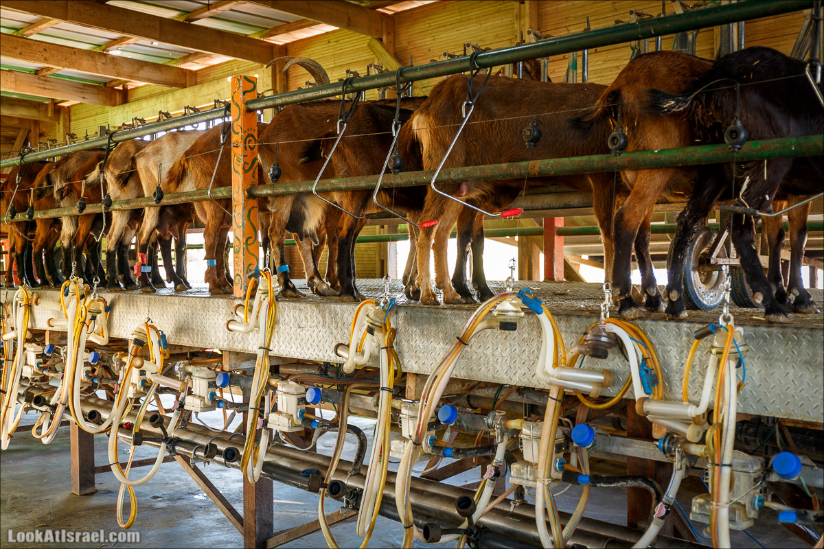 Самария: Итамар, Гиват Янох, ферма Гивот Олам | LookAtIsrael.com - Фото путешествия по Израилю