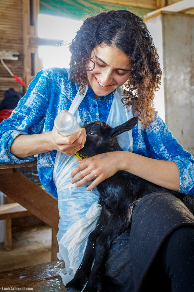 Самария: Итамар, Гиват Янох, ферма Гивот Олам | LookAtIsrael.com - Фото путешествия по Израилю