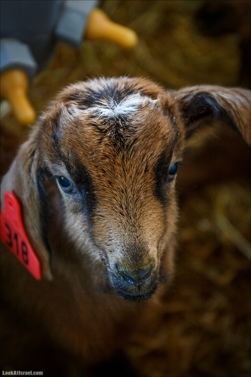 Самария: Итамар, Гиват Янох, ферма Гивот Олам | LookAtIsrael.com - Фото путешествия по Израилю