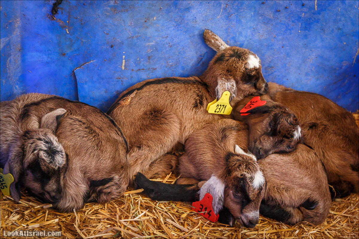 Самария: Итамар, Гиват Янох, ферма Гивот Олам | LookAtIsrael.com - Фото путешествия по Израилю