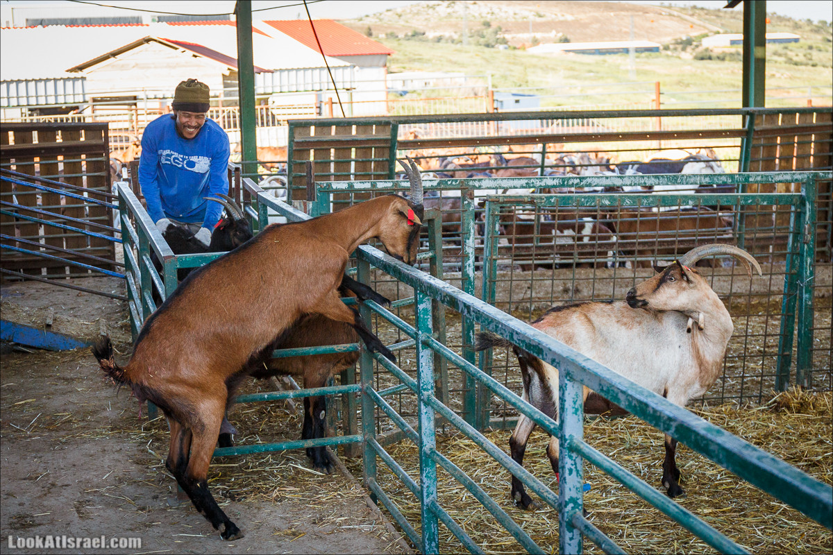 Самария: Итамар, Гиват Янох, ферма Гивот Олам | LookAtIsrael.com - Фото путешествия по Израилю