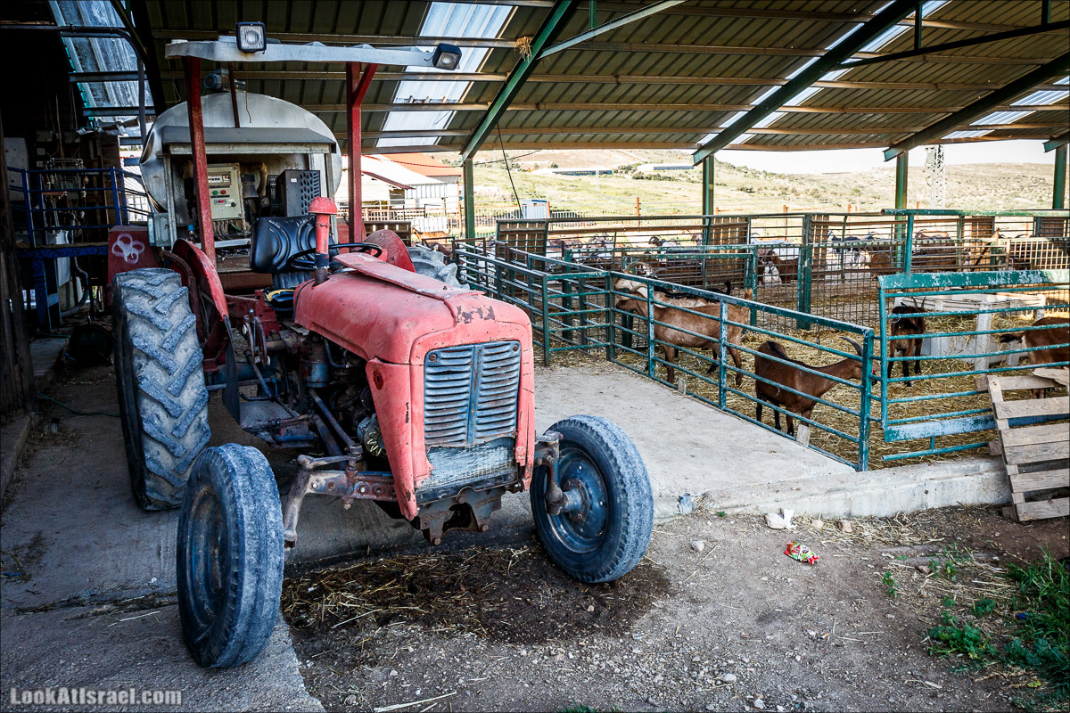 Самария: Итамар, Гиват Янох, ферма Гивот Олам | LookAtIsrael.com - Фото путешествия по Израилю