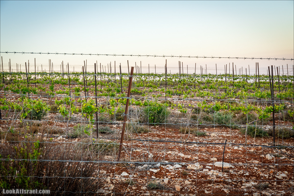 Самария: Итамар, Гиват Янох, ферма Гивот Олам | LookAtIsrael.com - Фото путешествия по Израилю