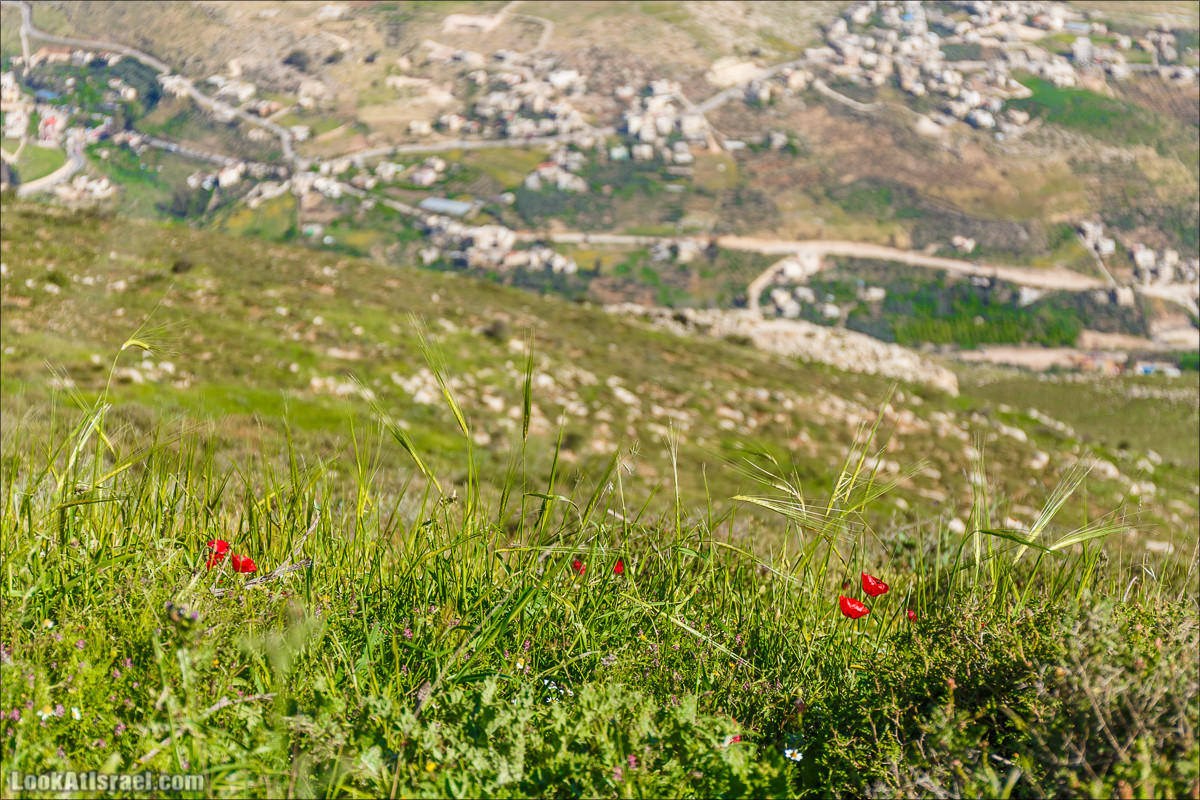 Гора Кабир и цветение самарийского ириса | הר קביר ואירוס שומרוני | LookAtIsrael.com - Фото путешествия по Израилю