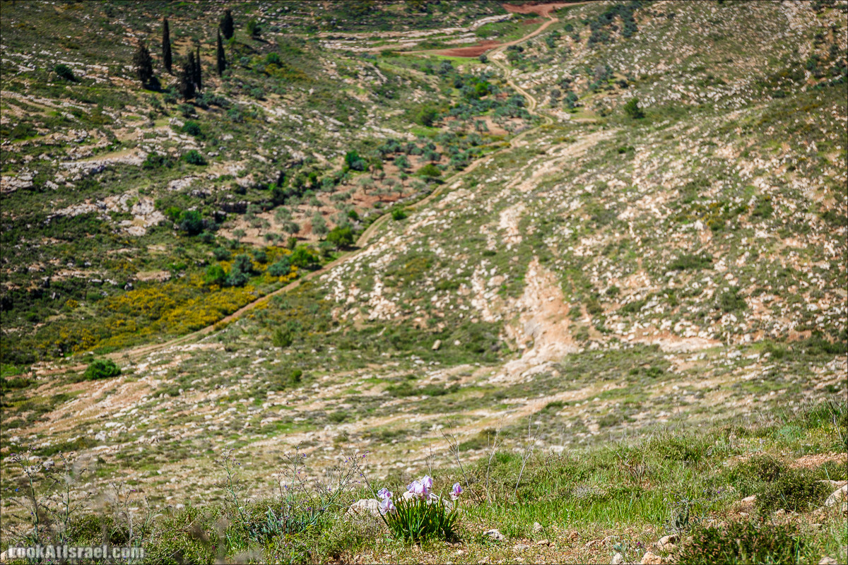 Гора Кабир и цветение самарийского ириса | הר קביר ואירוס שומרוני | LookAtIsrael.com - Фото путешествия по Израилю