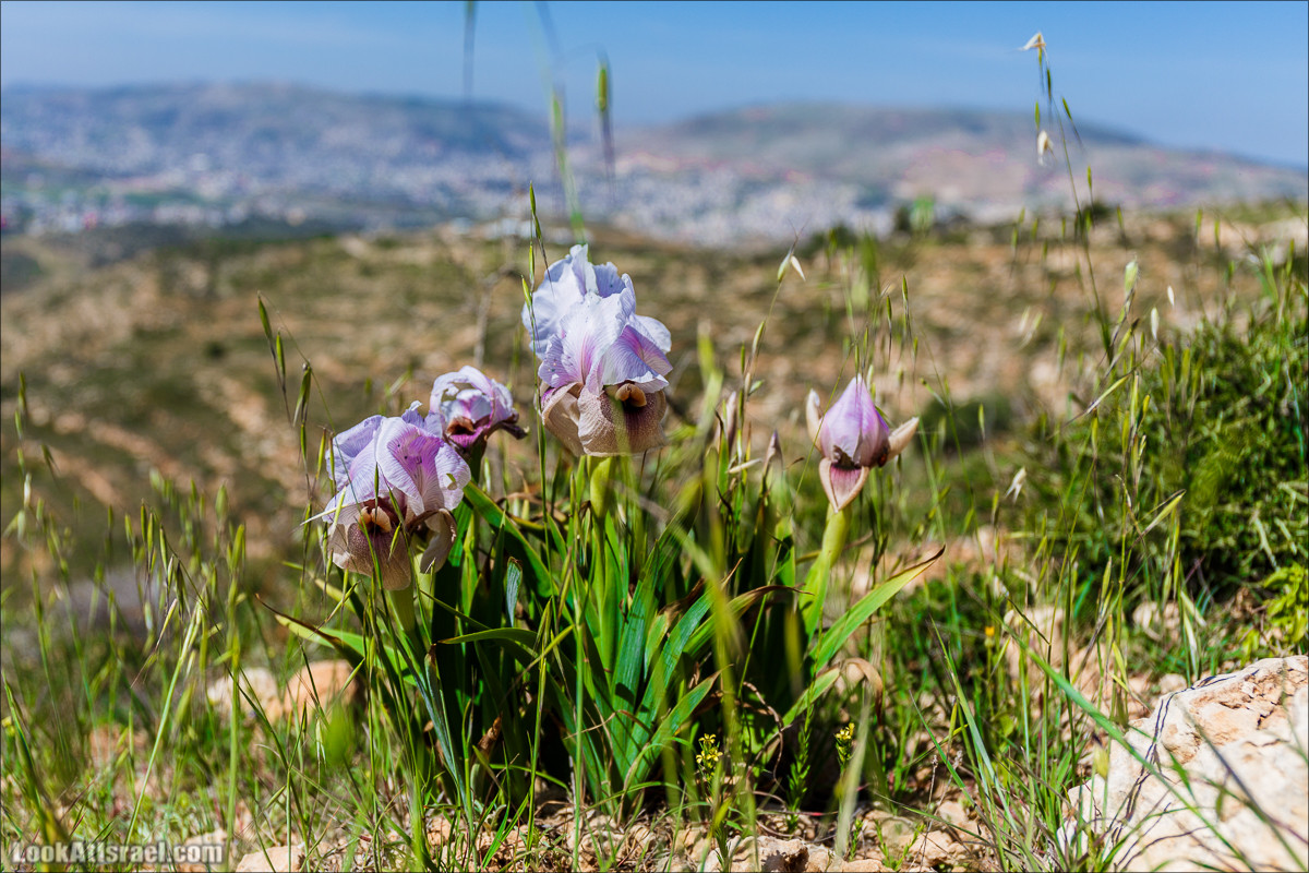 Гора Кабир и цветение самарийского ириса | הר קביר ואירוס שומרוני | LookAtIsrael.com - Фото путешествия по Израилю