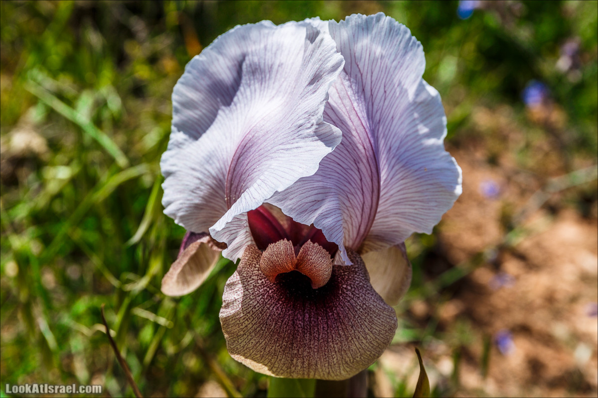 Гора Кабир и цветение самарийского ириса | הר קביר ואירוס שומרוני | LookAtIsrael.com - Фото путешествия по Израилю