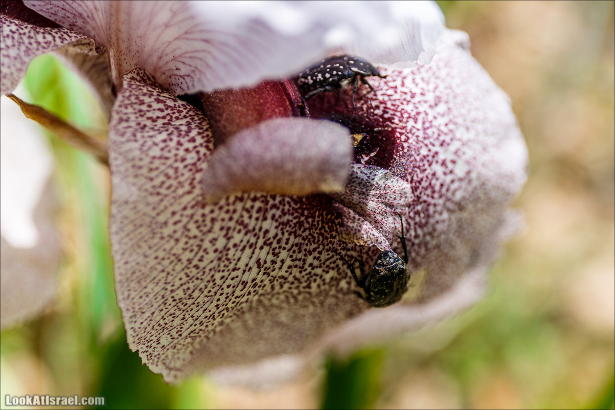 Гора Кабир и цветение самарийского ириса | הר קביר ואירוס שומרוני | LookAtIsrael.com - Фото путешествия по Израилю