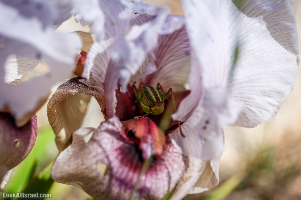 Гора Кабир и цветение самарийского ириса | הר קביר ואירוס שומרוני | LookAtIsrael.com - Фото путешествия по Израилю