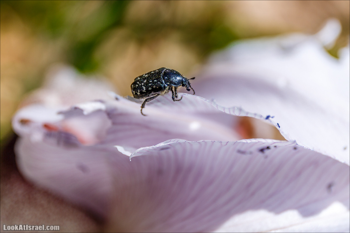 Гора Кабир и цветение самарийского ириса | הר קביר ואירוס שומרוני | LookAtIsrael.com - Фото путешествия по Израилю