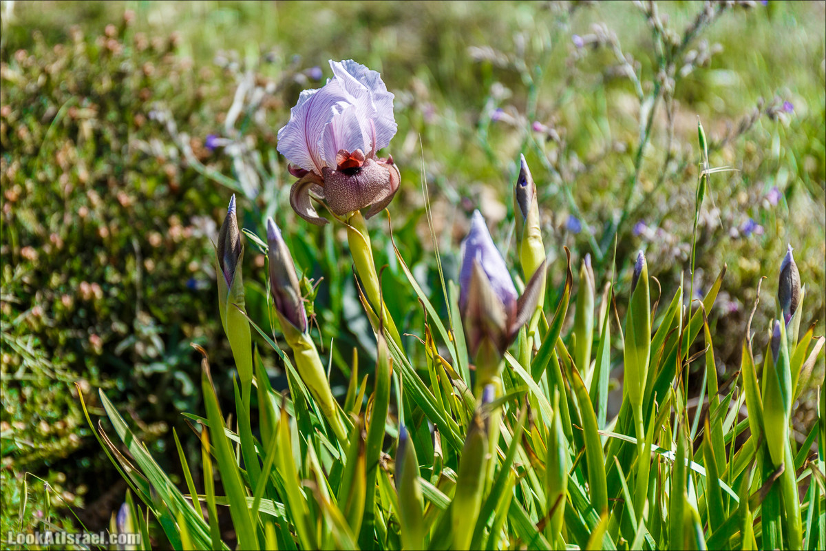 Гора Кабир и цветение самарийского ириса | הר קביר ואירוס שומרוני | LookAtIsrael.com - Фото путешествия по Израилю