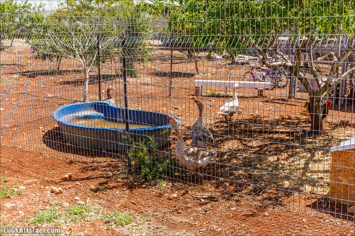 Гора Кабир и цветение самарийского ириса | הר קביר ואירוס שומרוני | LookAtIsrael.com - Фото путешествия по Израилю