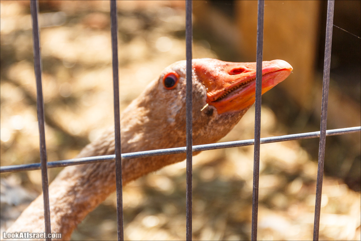 Гора Кабир и цветение самарийского ириса | הר קביר ואירוס שומרוני | LookAtIsrael.com - Фото путешествия по Израилю
