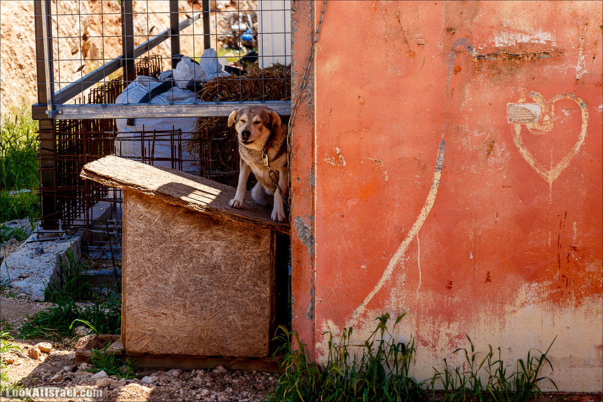 Гора Кабир и цветение самарийского ириса | הר קביר ואירוס שומרוני | LookAtIsrael.com - Фото путешествия по Израилю