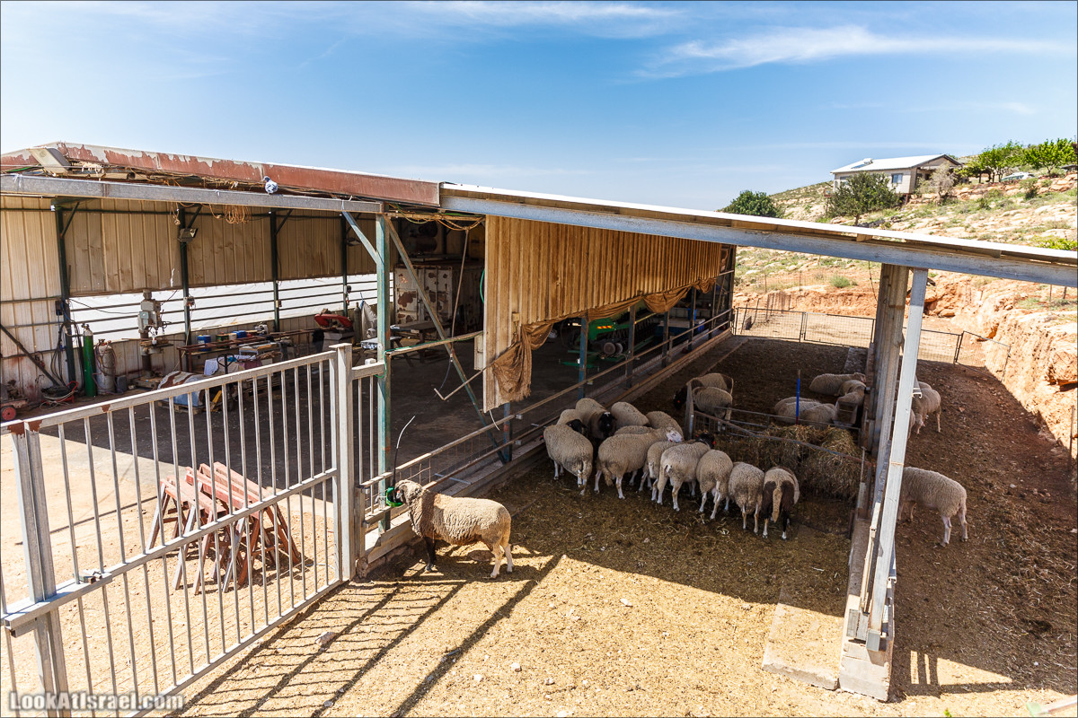 Гора Кабир и цветение самарийского ириса | הר קביר ואירוס שומרוני | LookAtIsrael.com - Фото путешествия по Израилю