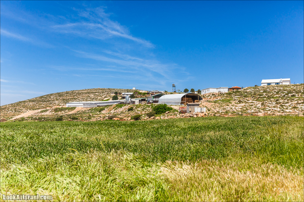 Гора Кабир и цветение самарийского ириса | הר קביר ואירוס שומרוני | LookAtIsrael.com - Фото путешествия по Израилю