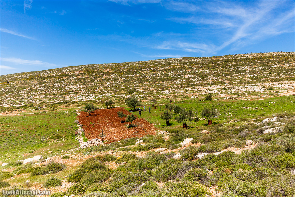 Гора Кабир и цветение самарийского ириса | הר קביר ואירוס שומרוני | LookAtIsrael.com - Фото путешествия по Израилю