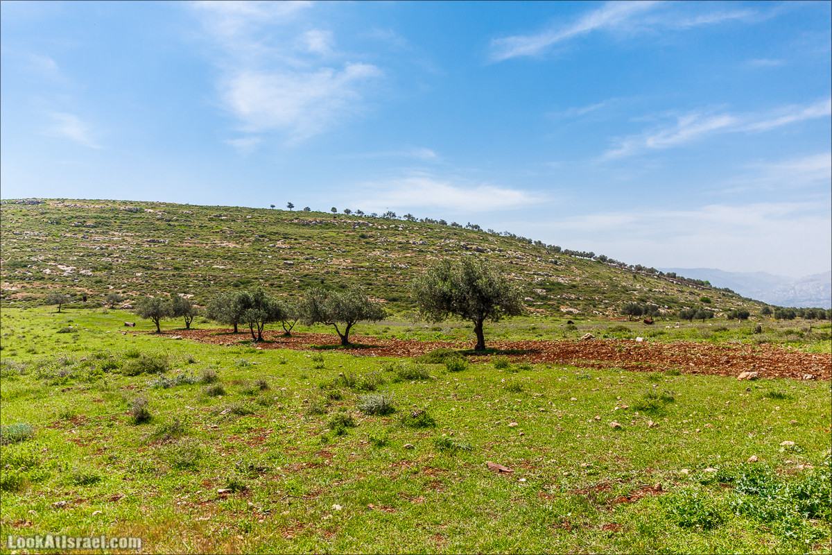 Гора Кабир и цветение самарийского ириса | הר קביר ואירוס שומרוני | LookAtIsrael.com - Фото путешествия по Израилю
