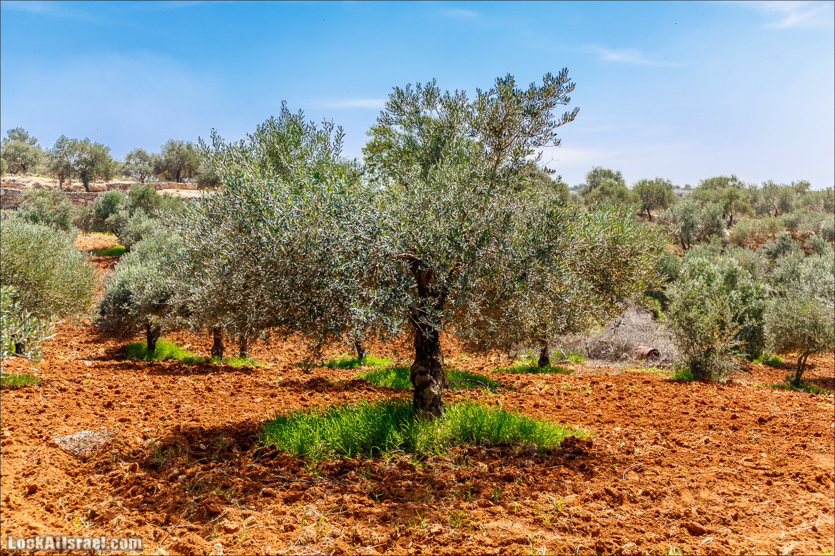 Гора Кабир и цветение самарийского ириса | הר קביר ואירוס שומרוני | LookAtIsrael.com - Фото путешествия по Израилю
