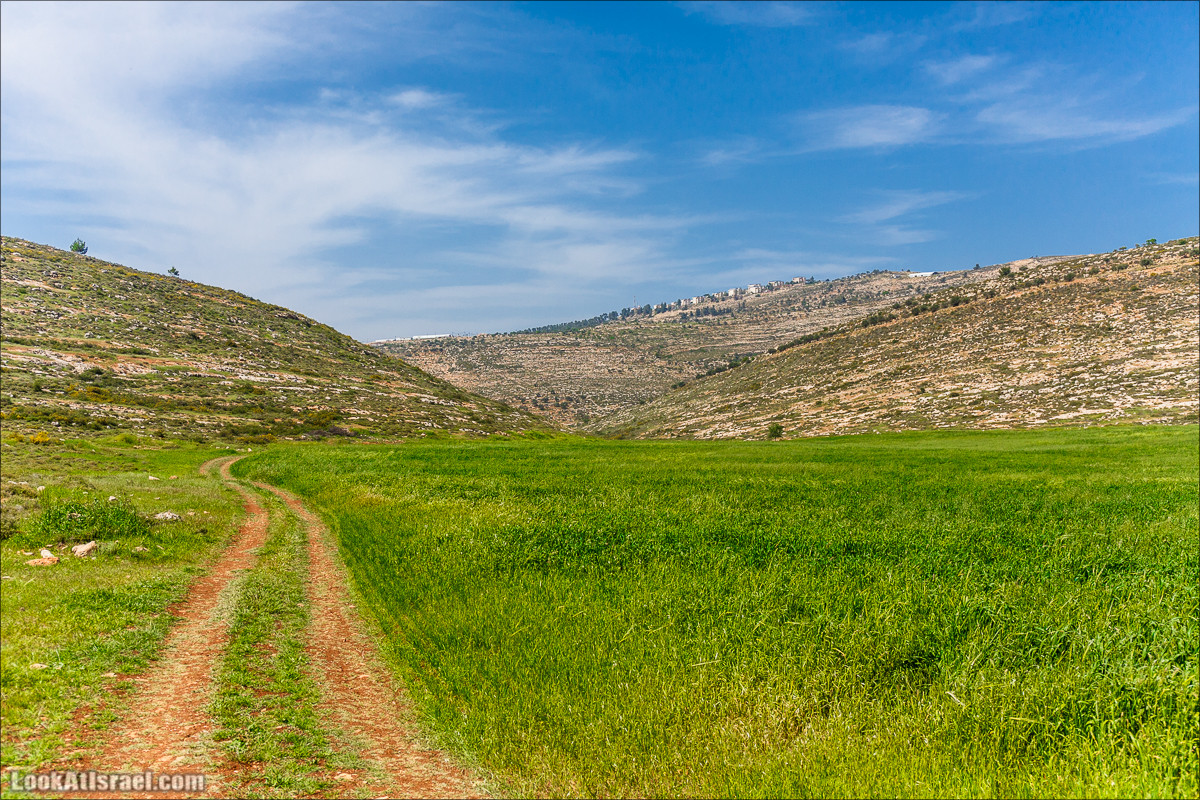 Гора Кабир и цветение самарийского ириса | הר קביר ואירוס שומרוני | LookAtIsrael.com - Фото путешествия по Израилю