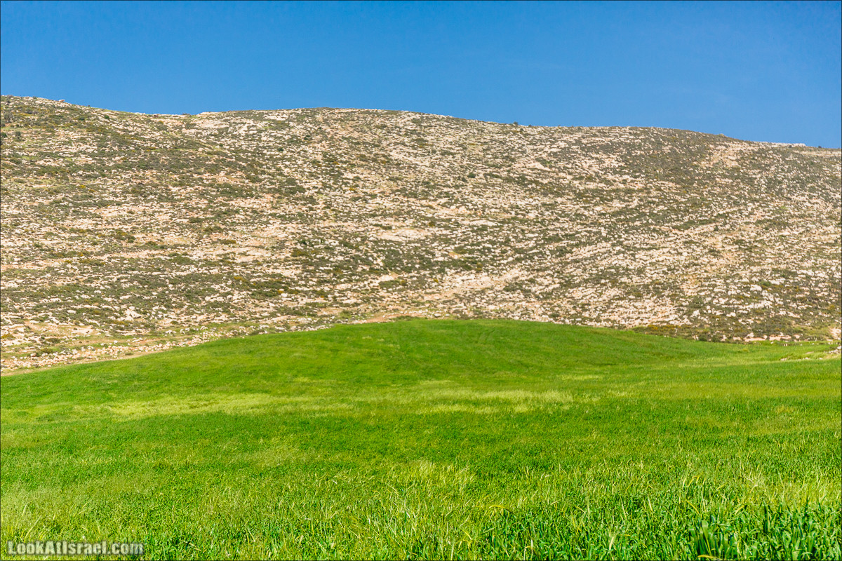 Гора Кабир и цветение самарийского ириса | הר קביר ואירוס שומרוני | LookAtIsrael.com - Фото путешествия по Израилю