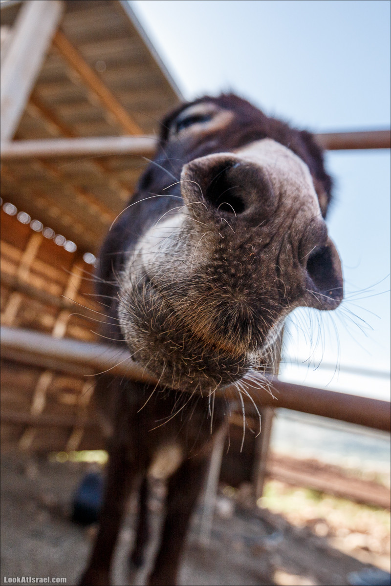 Первый дом на родине на высотке 777 в горах Самарии | LookAtIsrael.com - Фото путешествия по Израилю