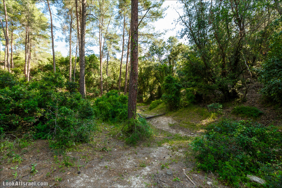 Из леса Ханита через пещеру Кешет и ручей Намер к ручьям Бецет и Серах | LookAtIsrael.com - Фото путешествия по Израилю