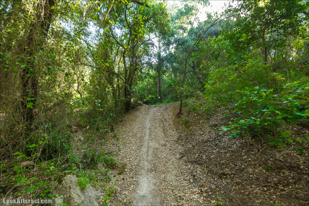Из леса Ханита через пещеру Кешет и ручей Намер к ручьям Бецет и Серах | LookAtIsrael.com - Фото путешествия по Израилю