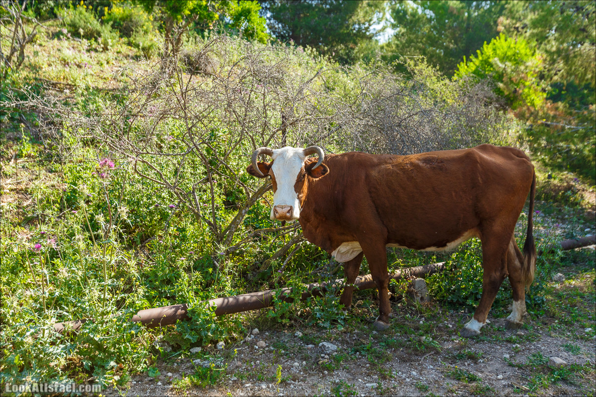 Из леса Ханита через пещеру Кешет и ручей Намер к ручьям Бецет и Серах | LookAtIsrael.com - Фото путешествия по Израилю
