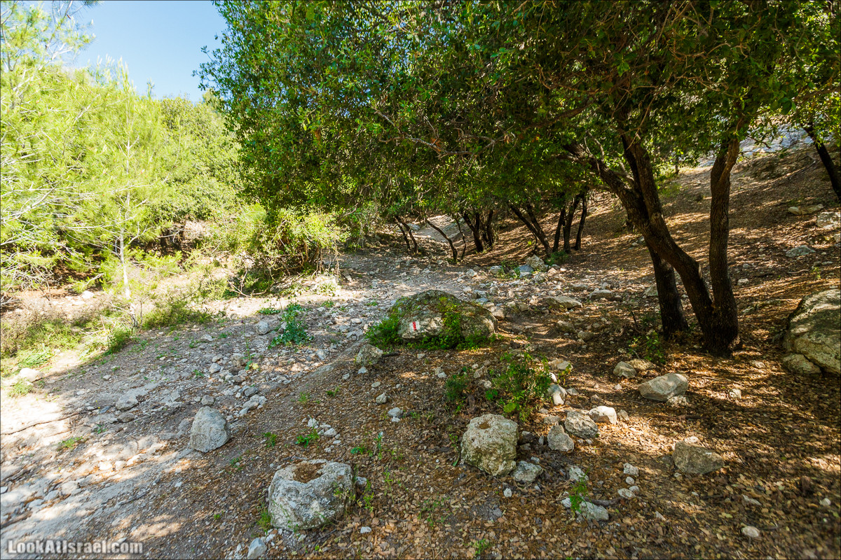 Из леса Ханита через пещеру Кешет и ручей Намер к ручьям Бецет и Серах | LookAtIsrael.com - Фото путешествия по Израилю