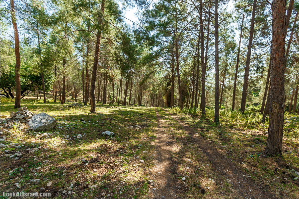 Из леса Ханита через пещеру Кешет и ручей Намер к ручьям Бецет и Серах | LookAtIsrael.com - Фото путешествия по Израилю