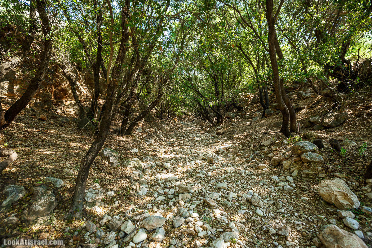 Из леса Ханита через пещеру Кешет и ручей Намер к ручьям Бецет и Серах | LookAtIsrael.com - Фото путешествия по Израилю